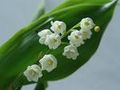 Muguet