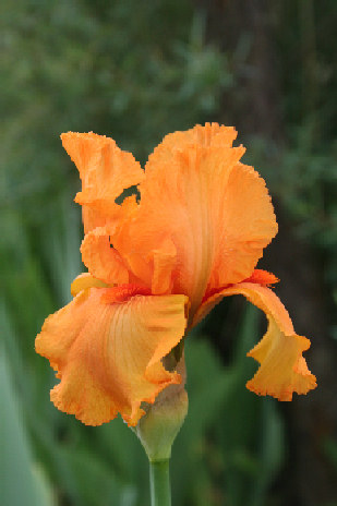 Iris_mandarin