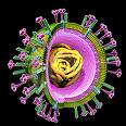 Virus grippe h1n1