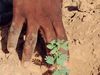 Niger-les-paysans-domptent-la-desertification