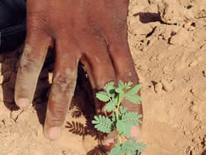 Niger-les-paysans-domptent-la-desertification