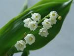 Muguet