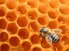 Ruche et abeille