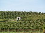 Vigne de st pourçain