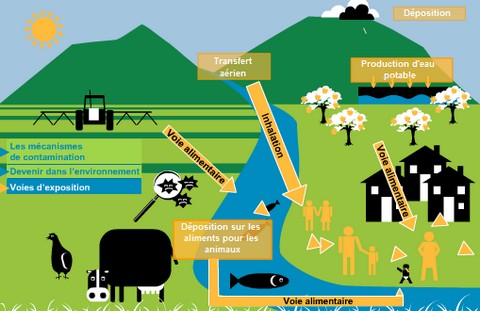 Pesticides-contaminations-expositions