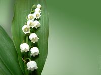 Muguet-fete-du-travail