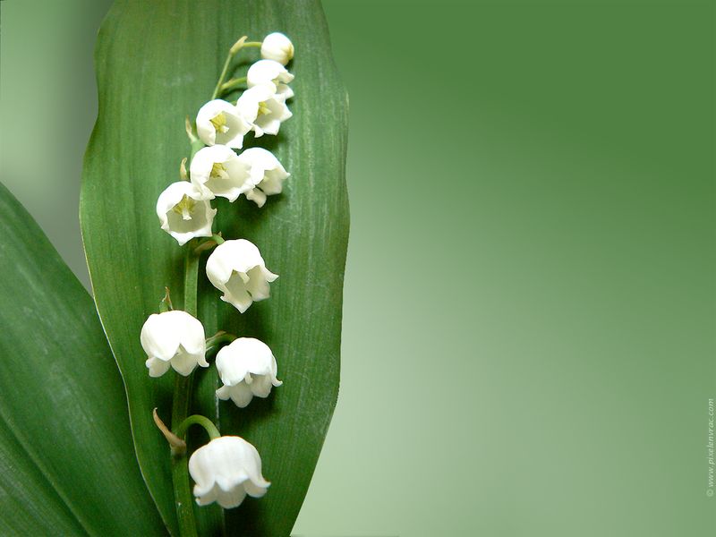 Muguet-fete-du-travail