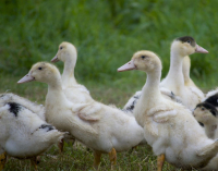 Influenza-aviaire-99-exploitations-de-palmipedes-sur-100-sont-indemnes