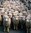 Troupeauxde_moutons_large